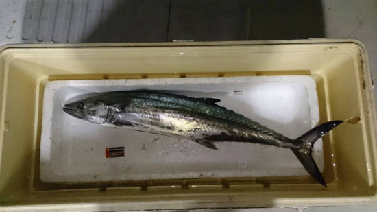 サワラリベンジ釣行見事に・前編