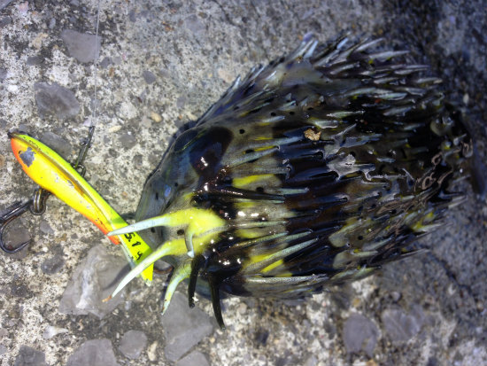 ラパラNEWルアースナップラップ４デイロックフィッシュ後編