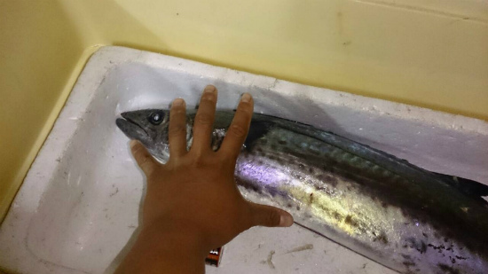 サワラリベンジ釣行見事に・前編