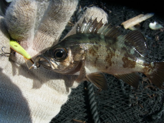 行きまっせ！デイメバル釣りに・予告編