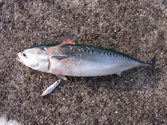 夏だソウダガツオだ・・・・でも～もう終わりの巻き