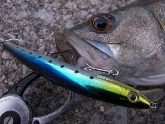 MAXRAP with VMC　HOOK　デイシーバス編