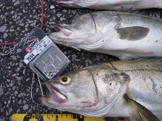 MAXRAP with VMC　HOOK　デイシーバス編