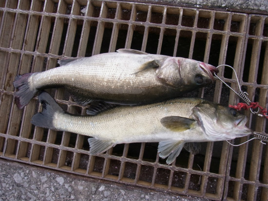 デイシーバス求めて南の湾奥へ！