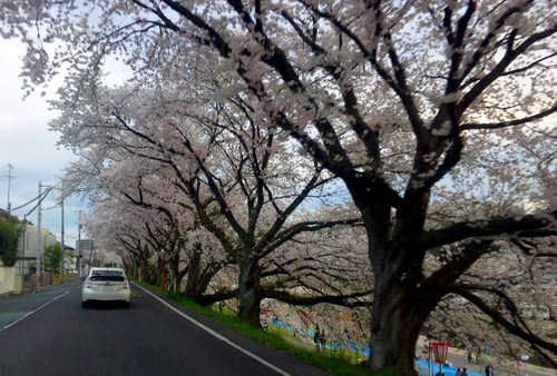 さくら道♪