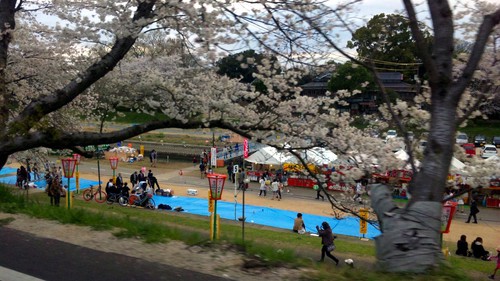 さくら道♪