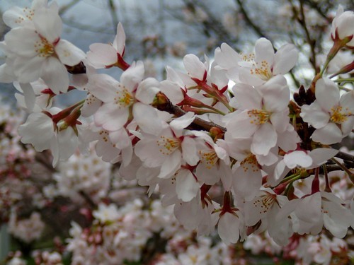 OHANAMI♪
