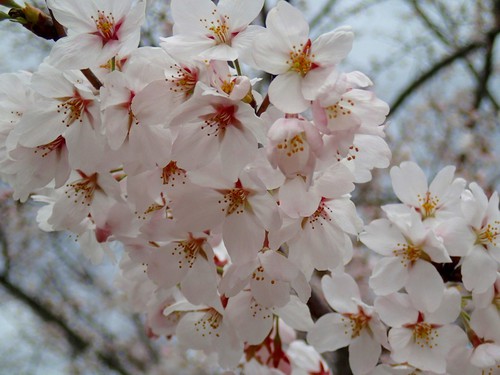 OHANAMI♪