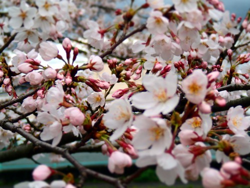 OHANAMI♪