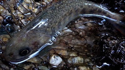 残暑の渓へ【盆釣③】