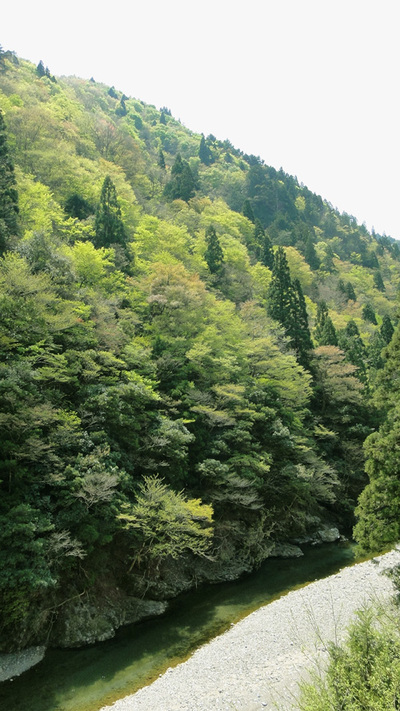 新緑萌える