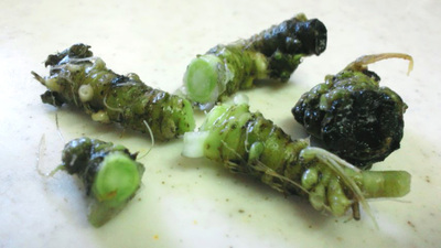 山の恵み