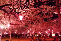 桜だ！花見だ！宴会だ！ 2013/03/31 21:12:00