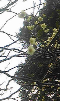 キャンプネタじゃないけど・・・