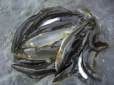狩野川釣行