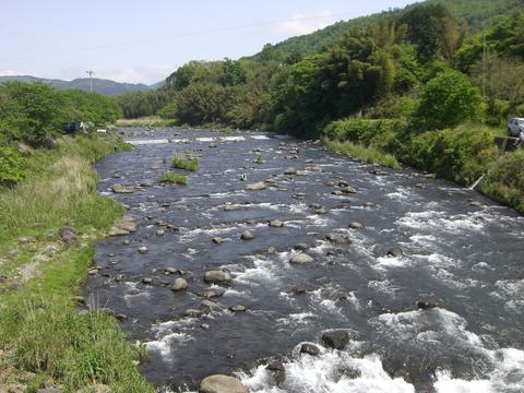 狩野川鮎試し釣り