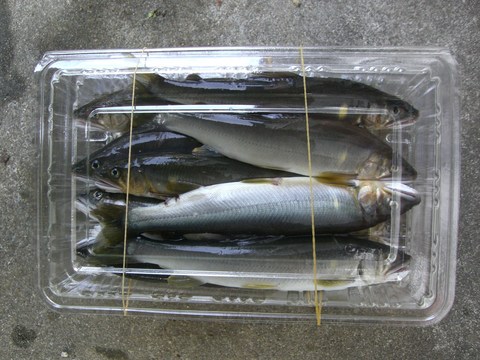 鮎釣った