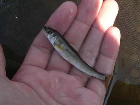 一週間ぶりの鮎釣りへ