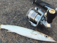 ライトソルトで根魚パラダイス