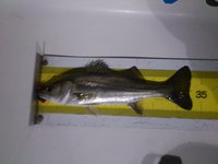 よっしゃキタ！ 2011/12/13 21:23:32