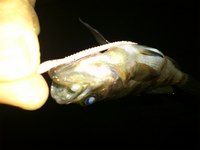 カラダクダケル 2012/04/21 11:03:23