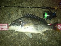 キビレ・チヌ　vol,36 淀川中流域 2012/07/10 22:36:18