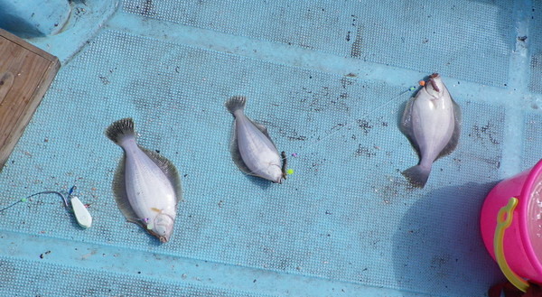 百石沖船カレイに大満足