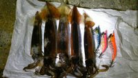 イカが釣りたくて・・・ 2009/07/09 06:36:51