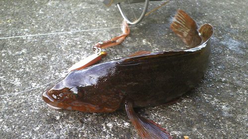 三陸釜石～気仙沼　釣り三昧♪②阿修羅Ｘ編