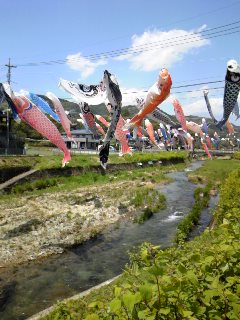 鯉のぼり！