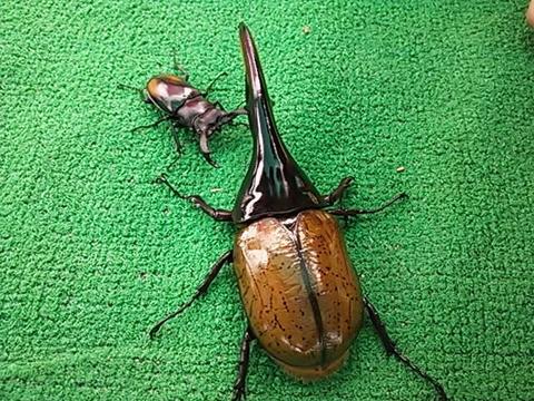 カブトムシ！