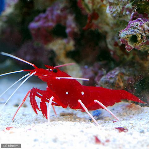 長州発 Koutarouのキャンプライフ 海水魚飼育のススメ