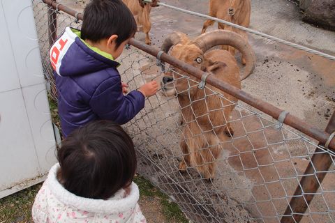 サファリ堪能①