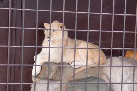 サファリ堪能①