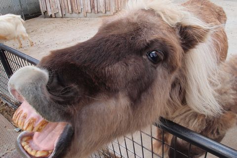 サファリ堪能①