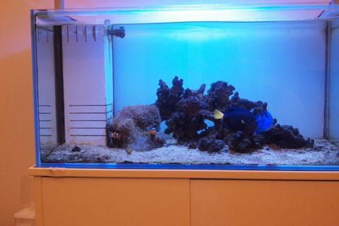 水槽掃除！
