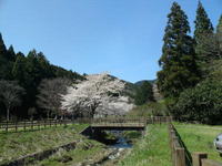 No.82  童子沢親水公園  しょうがなく設営完了！… 2010/03/30 16:33:49