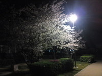 No.86  桜満開、設営完了！ 2010/04/10 22:08:50