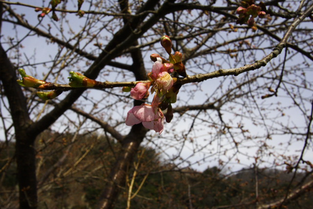 灯油キャンプ