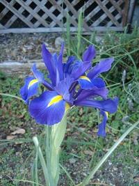 菖蒲と花菖蒲 2011/04/24 03:53:41