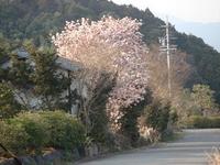 船越堤公園の桜 2011/03/31 03:43:25