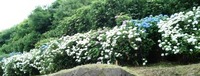 カタツムリだもの・・・ 2011/06/16 03:56:54