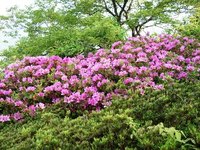つつじとさつき 2011/05/14 06:18:59
