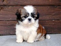 犬の熱中症 2011/08/12 03:00:53