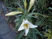 温暖化の影響それとも・・・・？ 2011/01/15 04:13:24