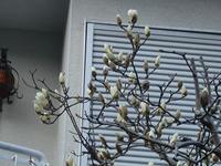 白樺ぁ～青空・・・♪ 2011/03/10 03:42:41