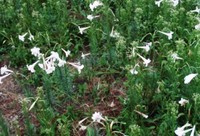 温暖化の証明（植物編） 2011/09/07 03:58:51