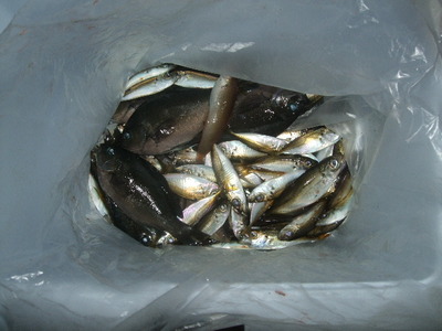 海釣り