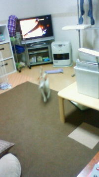 愛犬ジャックル（＾＾）