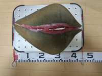最狂のライバルとの死闘っ・・・・＞＜；； 2013/09/19 21:43:38